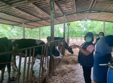 ลงพื้นที่ตรวจสอบปริมาณน้ำนมโคและประชากรโคนมทั้งระบบ พารามิเตอร์รูปภาพ 3