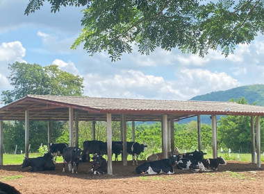 ลงพื้นที่ตรวจสอบปริมาณน้ำนมโคและประชากรโคนมทั้งระบบ พารามิเตอร์รูปภาพ 1