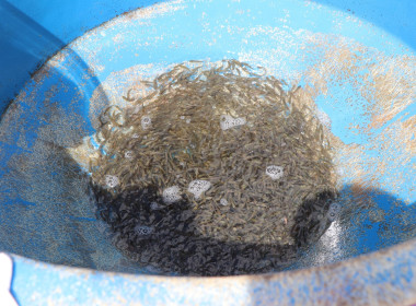 พิธีปล่อยพันธุ์สัตว์น้ำ พารามิเตอร์รูปภาพ 5