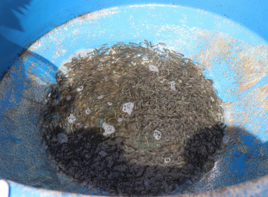 พิธีปล่อยพันธุ์สัตว์น้ำ พารามิเตอร์รูปภาพ 4