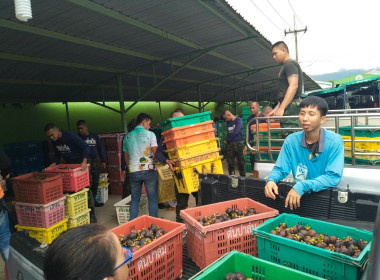 รวบรวมมังคุดเพื่อกระจายผลผลิตมังคุดออกนอกแหล่งผลิตจังหวัดจันทบุรี ... พารามิเตอร์รูปภาพ 3