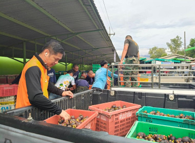 รวบรวมมังคุดเพื่อกระจายผลผลิตมังคุดออกนอกแหล่งผลิตจังหวัดจันทบุรี ... พารามิเตอร์รูปภาพ 2