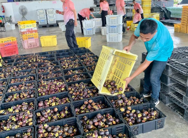 ลงพื้นที่ร่วมสนับสนุนการดำเนินการรวบรวมมังคุดดำคุณภาพดีของสหกรณ์การเกษตรเมืองขลุง จำกัด ... พารามิเตอร์รูปภาพ 5