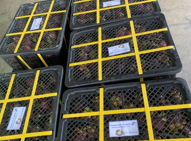 ลงพื้นที่ร่วมสนับสนุนการดำเนินการรวบรวมมังคุดดำคุณภาพดีของสหกรณ์การเกษตรเมืองขลุง จำกัด ... พารามิเตอร์รูปภาพ 2