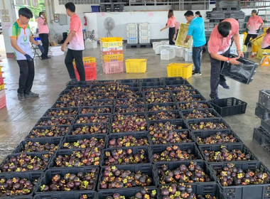 ลงพื้นที่ร่วมสนับสนุนการดำเนินการรวบรวมมังคุดดำคุณภาพดีของสหกรณ์การเกษตรเมืองขลุง จำกัด ... พารามิเตอร์รูปภาพ 1