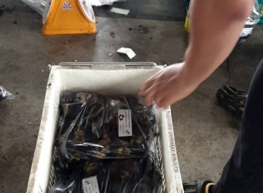 รวบรวมมังคุดดำคุณภาพดีจากสมาชิกสหกรณ์ฯ เพื่อกระจายผลผลิต พารามิเตอร์รูปภาพ 1