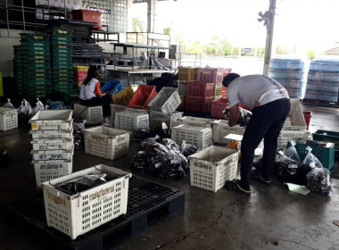 รวบรวมมังคุดดำคุณภาพดีจากสมาชิกสหกรณ์ฯ เพื่อกระจายผลผลิต พารามิเตอร์รูปภาพ 2