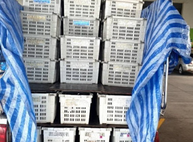 รวบรวมมังคุดดำคุณภาพดีจากสมาชิกสหกรณ์ฯ เพื่อกระจายผลผลิต พารามิเตอร์รูปภาพ 3