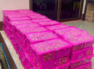 ร่วมกระจายผลผลิตลำไยจากสหกรณ์การเกษตรประตูป่า จำกัด พารามิเตอร์รูปภาพ 6