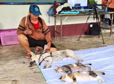 โครงการ "วันป้องกันโรคพิษสุนัขบ้าโลก ปี พ.ศ.2568" (World ... พารามิเตอร์รูปภาพ 8