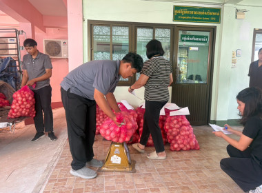 รับมอบและกระจายผลผลิตหอมหัวใหญ่จากสมาชิกสหกรณ์และเกษตรกรจังหวัดเชียงใหม่ ... พารามิเตอร์รูปภาพ 3