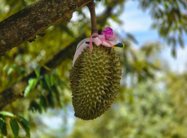 ร่วมต้อนรับรัฐมนตรีว่าการกระทรวงเกษตรและสหกรณ์ พร้อมด้วย ... พารามิเตอร์รูปภาพ 63