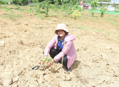 กิจกรรมปลูกต้นไม้เนื่องใน “วันต้นไม้ประจำปีของชาติ ประจำปี ... พารามิเตอร์รูปภาพ 15