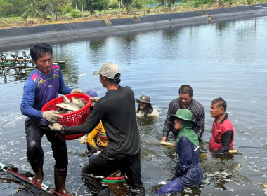 ร่วมบูรณาการความร่วมมือการพลิกฟื้นการเลี้ยงสัตว์น้ำของเกษตรกรสมาชิกกลุ่มแปรรูปผลิตภัณฑ์สัตว์น้ำคุ้งกระเบน สหกรณ์ประมงคุ้งกระเบน จำกัด ... พารามิเตอร์รูปภาพ 4