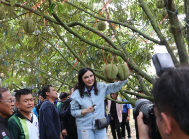 กิจกรรมการรณรงค์การบริโภคผลไม้คุณภาพภาคตะวันออกโดยกระจายสู่ตลาดภายในประเทศผ่านกลไกสหกรณ์ ... พารามิเตอร์รูปภาพ 8