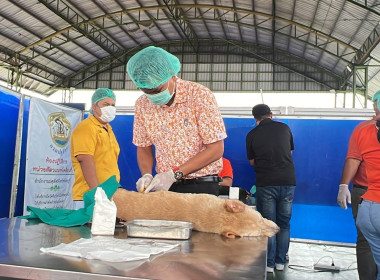 พิธีกล่าวสดุดีเทิดพระเกียรติและเปิดโครงการปศุสัตว์ร่วมใจกำจัดภัยโรคพิษสุนัขบ้า ... พารามิเตอร์รูปภาพ 8