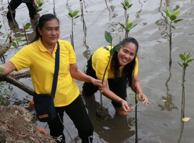 “ปล่อยปู ปล่อยปลา ปลูกป่าชายเลน” พารามิเตอร์รูปภาพ 5