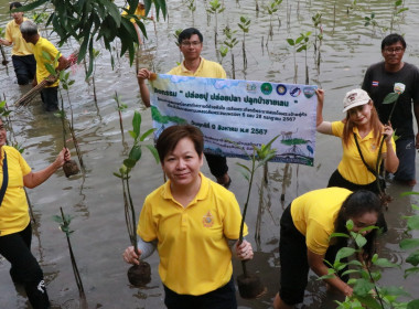 “ปล่อยปู ปล่อยปลา ปลูกป่าชายเลน” พารามิเตอร์รูปภาพ 2